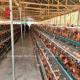 3 Tier Or 4 Tier Poultry Battery Cage System For Layers Iris