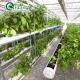 Multi-Span Agricultural Greenhouses with PO Film Redefining Indoor Hydroponic Systems