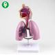 Respiratory System Model For Medical School Medical Supplies Human Teaching