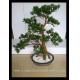 High Quality Artificial Pine Bonsai for Sale