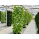 100L 6 8 10 12 Layers Growing Towers Vertical Garden Hydroponic Growing System