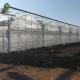 20-33ft pe film multi span plastic shed film greenhouses for agriculture