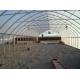 Agriculture Plants Growing Steel Frame Single Span PE Film Greenhouse For Agriculture