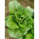 Rich Nutrients Raw Green Cabbage / Chinese Green Cabbage Japan Standard