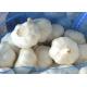 6.0cm Fresh Normal Garlic Natural Agricultural Products