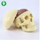 Skeletal Skull And Brain Model Medium Sized Bearing Not Easy Broken