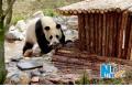 Pandas makes debut in Huangshan