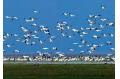 Birds watching at the Poyang Lake