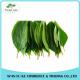 Natural Persimmon Leaf Extract Powder 10:1 20:1