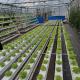Industrial Aquaponics System Kit For Vegetable Organic Leafy Greens Aquaponics Growing Systems