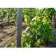 Vine Plants Vineyard Grape Stake Vineyard Line Posts Hot Dipped Galvanized