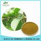 Health Care Product Reduce Fatigue Guava Leaf Extract with Polyphenols