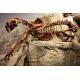 Full Size Fiberglass Dinosaur Fossil Model , Life Like Complete Dinosaur Bone Model