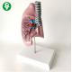 Lung Anatomy Model Lung-Trachea Visceral  Teaching Advanced PVC Material