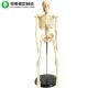 Mini Human Skeleton Anatomy Model 45CM 20X12X10 Cm 1.0 Kg Single Gross