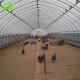 Customized Color Single-Span Greenhouse Perfect for Poultry Farm Design and Efficiency