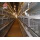 H Type Egg Layer Chicken Cage Automatic Poultry Equipment