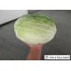 2.5 Kg / Per Fresh Green Cabbage Suitable No Putrefaction For Salad Factory
