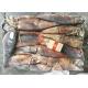 Peru Giant Frozen Squid Tubes 500-100 Dosidicus Gigas Bqf Good Freshness