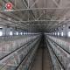 Broiler Baby Chick Poultry Raising Equipment Galvanized Steel Anti Corrosion
