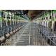 AutoCAD Drawing Design Steel Frame Pig Farm Structures Building for Poultry Husbandry