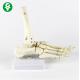 Right Foot  Human Joints Model Metacarpal White Color Multi Functional