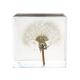 2.7 Resin Flower Paperweight 3D Dandelion Paperweight