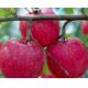 Apple Extract, Malus sylvestris extract, apple polyphenol 70 cas.85251-63-4