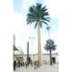 ODM 30m Artificial Palm Tree Disguised Cell Towers Galvanized Steel Pipe