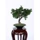 Hand Crafted Faux Indoor Pine Tree Minimal Care Beautiful Artificial Arrangement