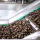 Stainless Steel Inshell Chestnut Sorting Machine With 2.5 Tons Capacity