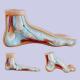 Life Size 3 Parts Bow / Flat / Normal Foot Anatomy Model For Medical Teaching