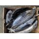 Seafrozen Katsuwonus Pelamis Whole Round Fresh Skipjack Tuna