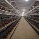 Poultry Farming Fully Automatic Battery System Chicken Cages H Type Egg Chicken Layer Cages