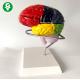 Education Midsagittal Brain Model With Functional Region Painted Colored