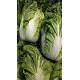 Green Color Organic Chinese Cabbage For Frying / Raw Food / Salted