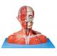 Head and Neck with Vessels , Nerves and Brain for Medical Colleges Training