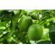 Monk Fruit Juice Concentrate, higher Mogroside V content, 65.0 - 70.0 brix