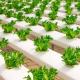 Innovative Hydroponic System for Film Greenhouse Cultivation Full Payment Option