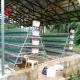 Nigeria Warehouse Premium And Deluxe Poultry Battery Cage System For Layer Chickens  Sandy