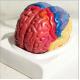 Functional Area Brain Anatomy Model Colored Explanation Teach