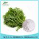 Hot Sale Low Price Cancer Treatment China Organic Fresh  Artemisia Annua Extract Artemisimin 98%