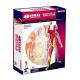 Puzzle Muscle 4d Master Human Anatomy Doll 46 Parts Assembled