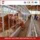 200 Birds Capacity Commercial Farming Chicken Cages With Provided Video Installation Star
