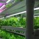 Versatile Commercial Greenhouse for Hydroponic Vertical Farming in Shipping Container