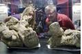 Chinese Dinosaur Fossils Make North America Debut in Cincinnati