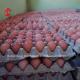 432cm2 Poultry Farming Cage System , Steel automatic layer cage system Rose