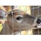 Heavy Duty Fixed Knot Square Deer Mesh Fence Corrosion Resistance Easy Installation