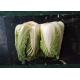 Fresh Organic Chinese Cabbage No Stain Green Color For Salad Factory