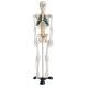 Hospital Education 85cm Life Size Skeleton Anatomy Model With Ligaments